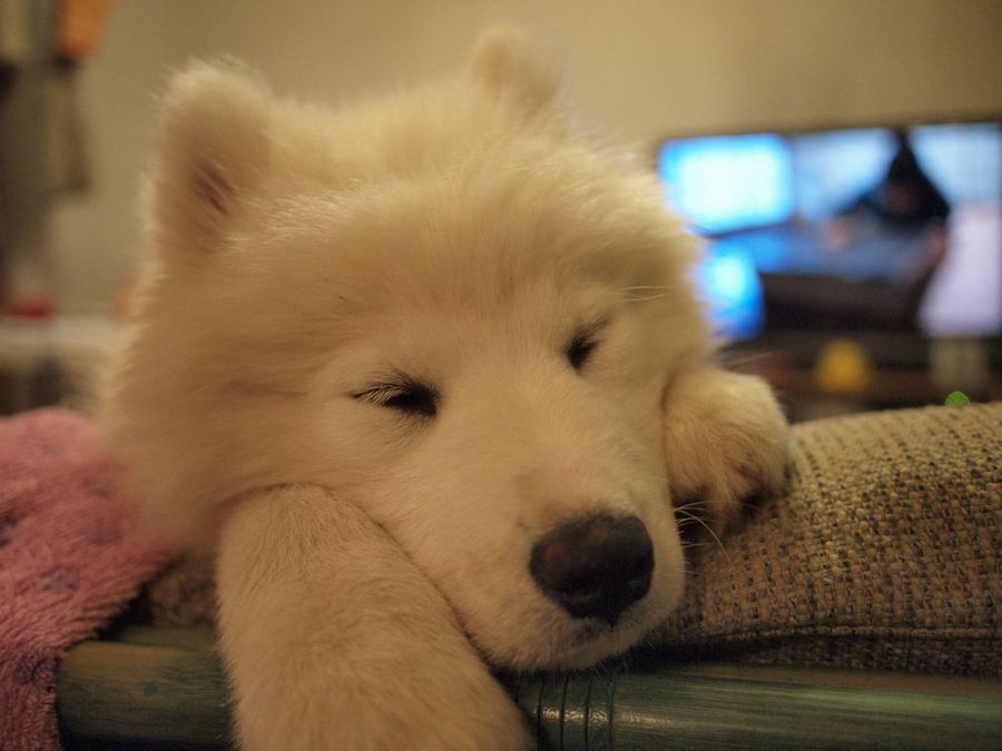 Samoyedo