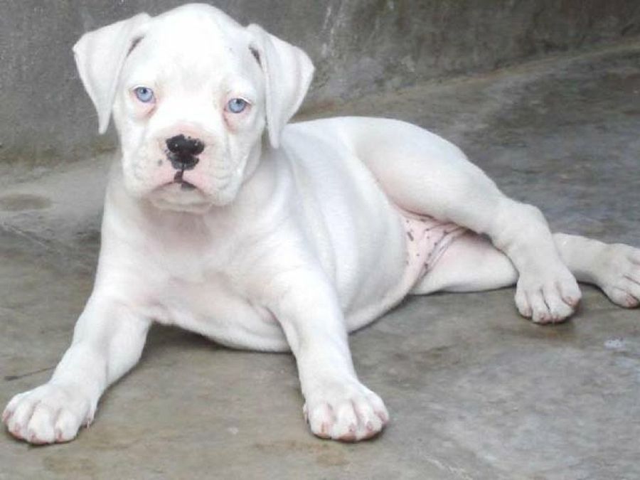 perro albino