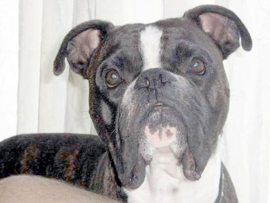 bull dog negro
