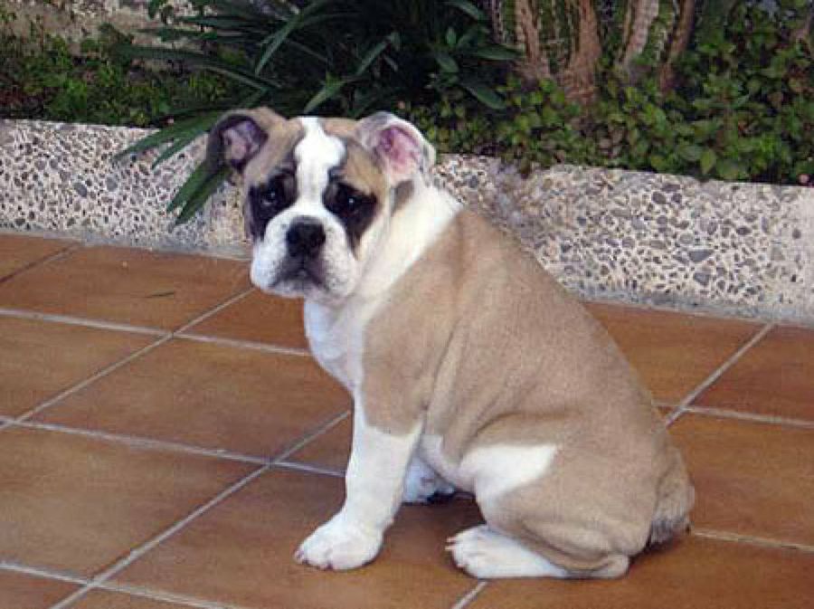 bull dog