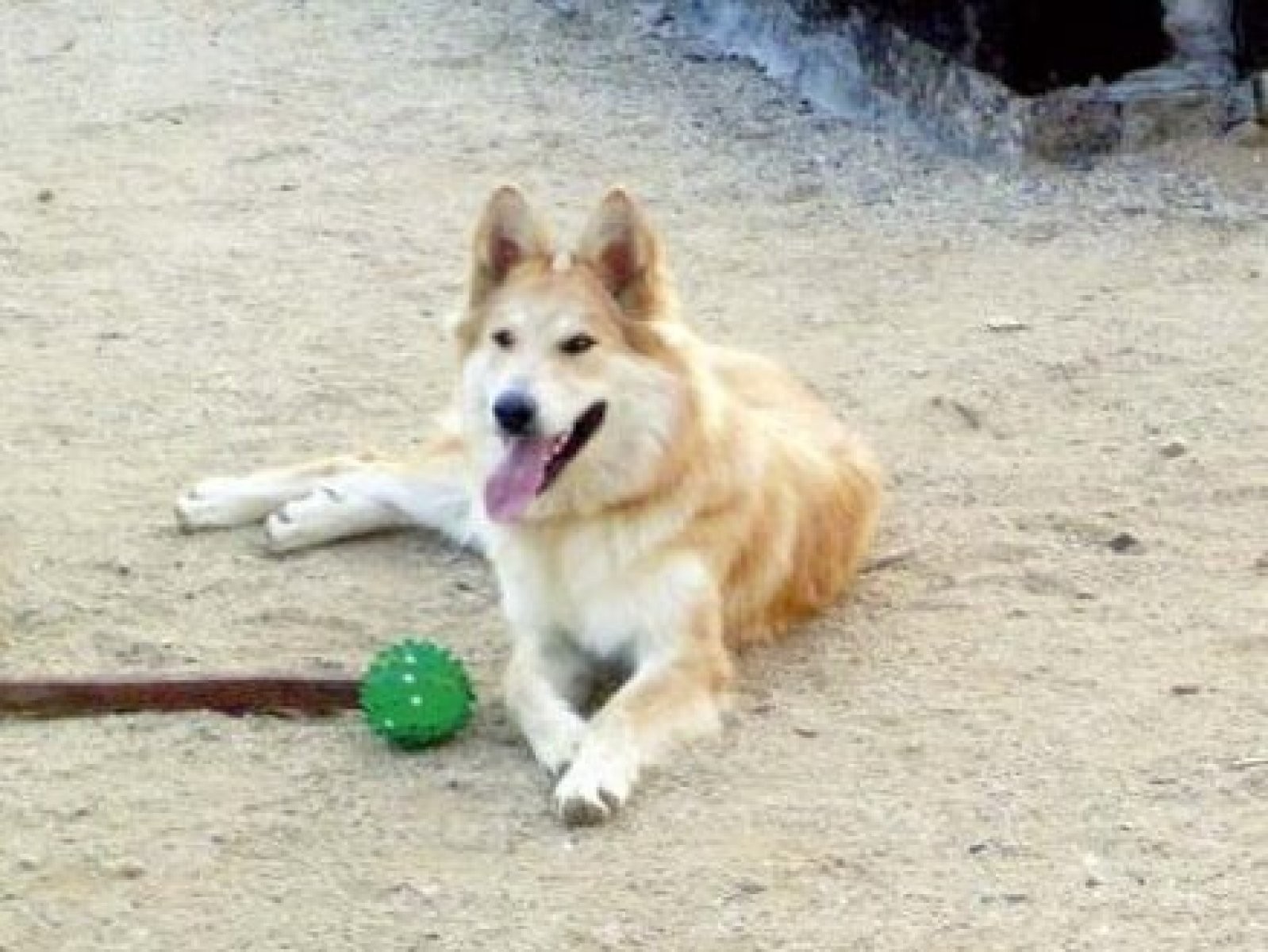 perro albino