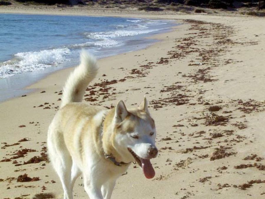 perro en la playa