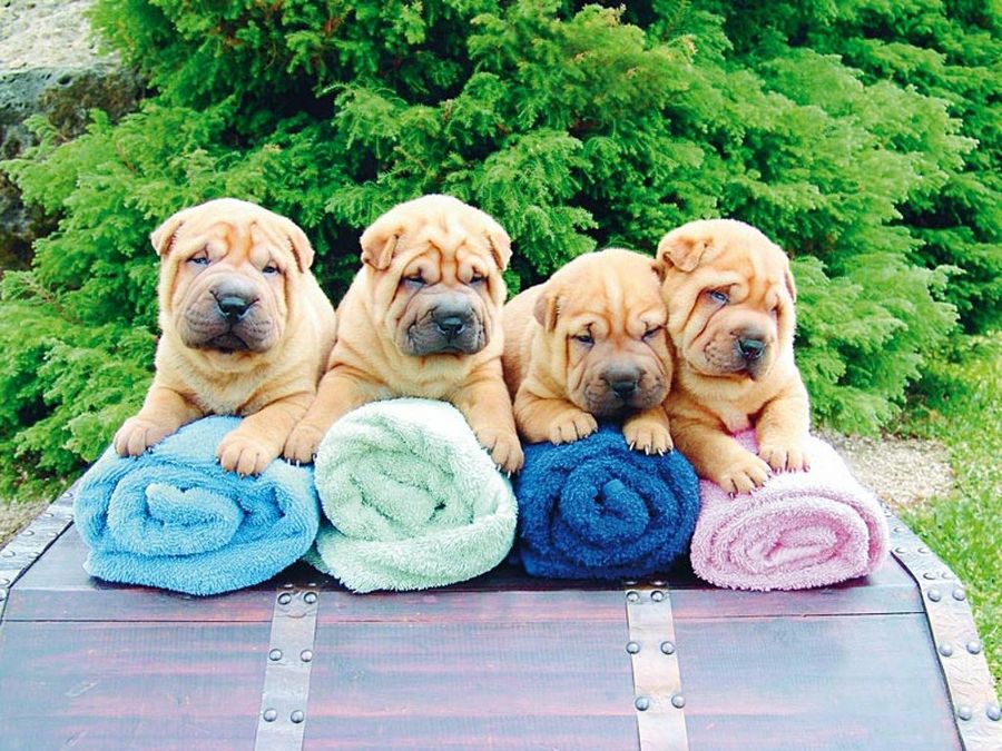 cachorros shar pei