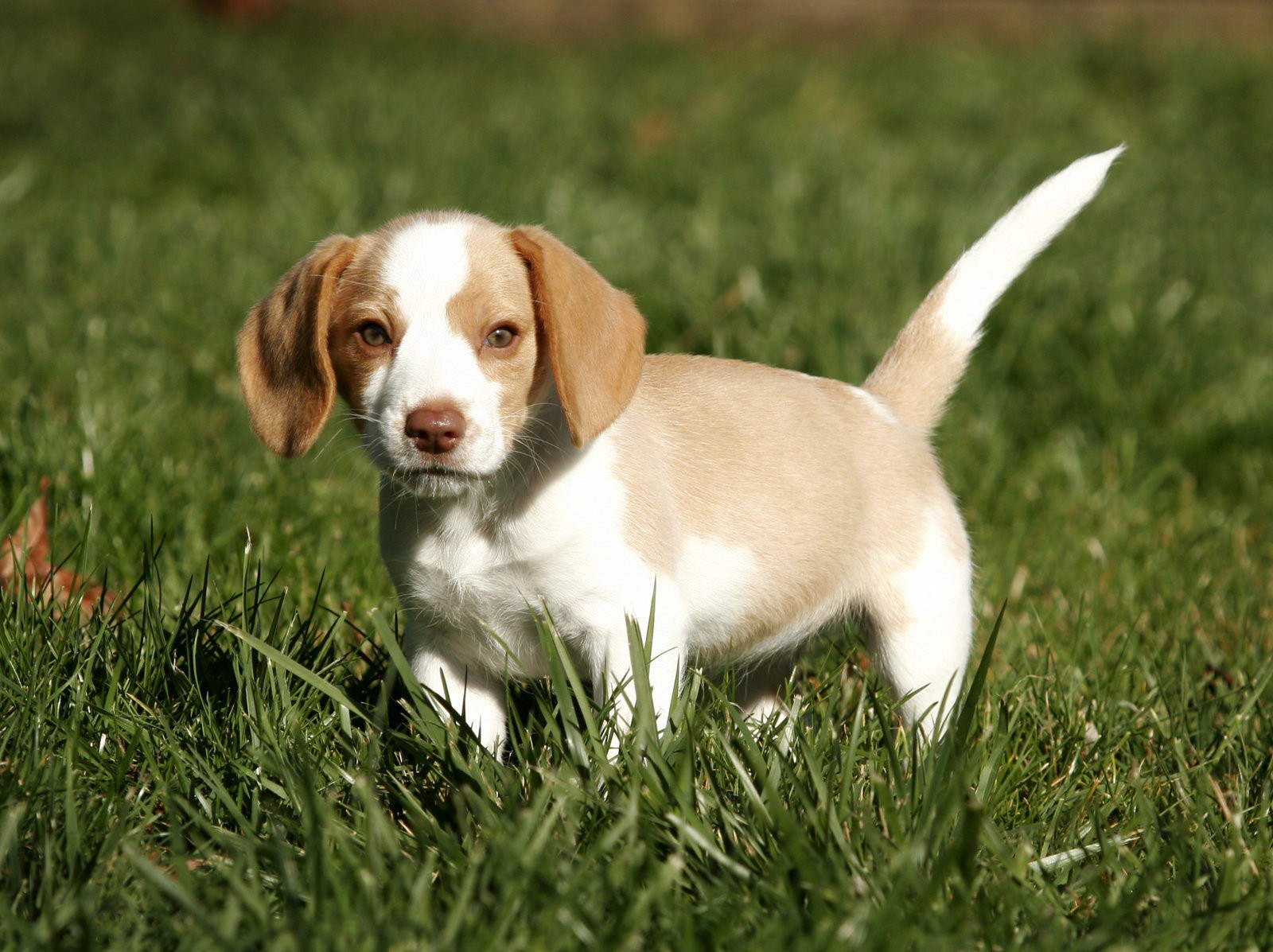 perro