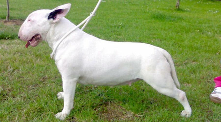 bull terrier perfil