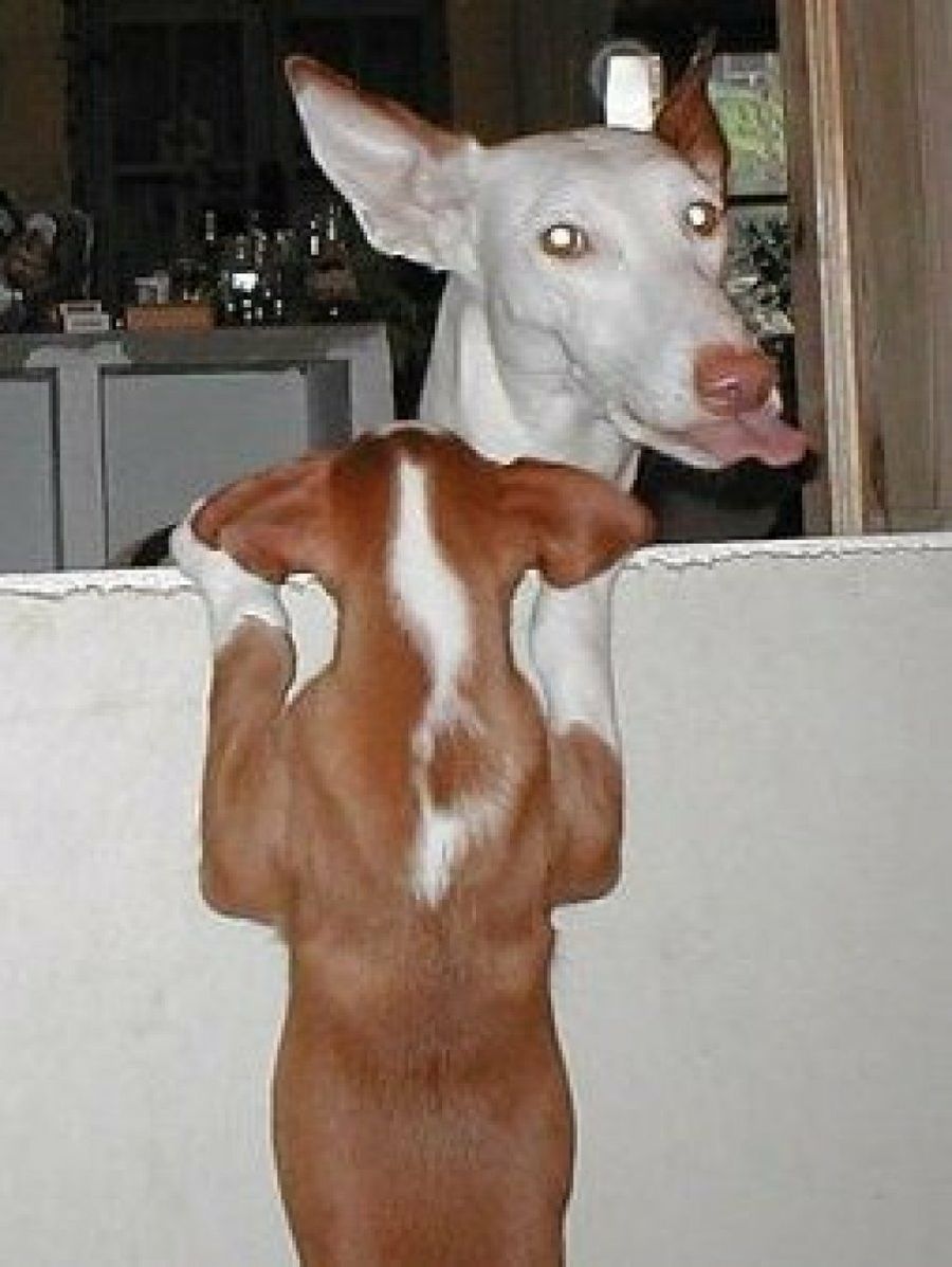 Podenco Ibicenco