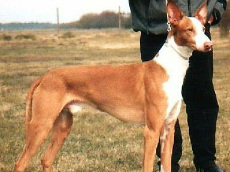 Podenco Ibicenco