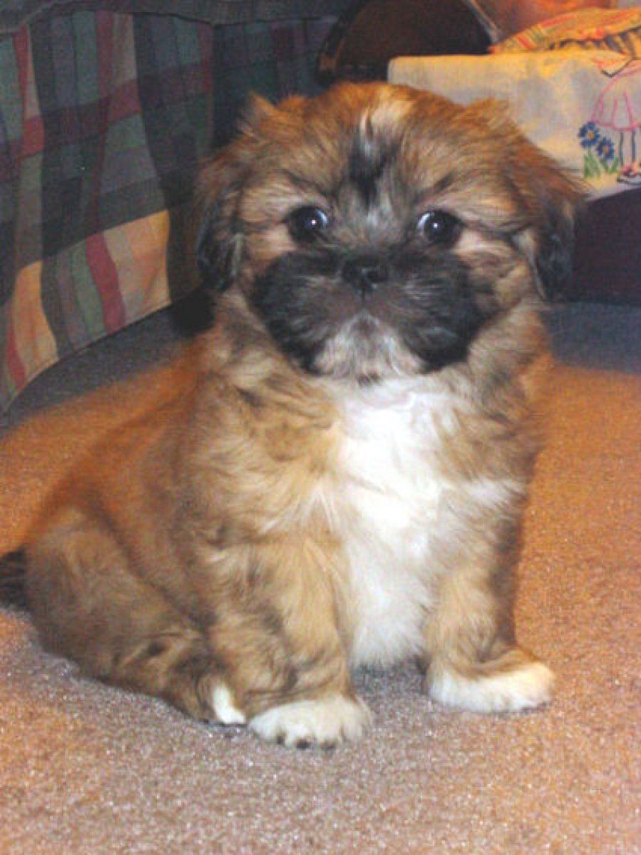 Lhasa Apso