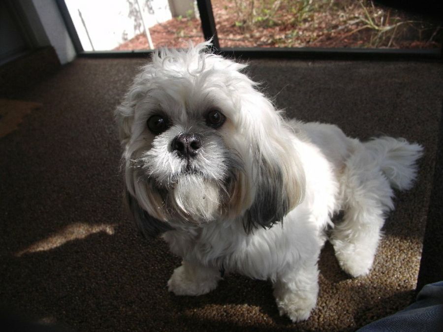 Lhasa Apso