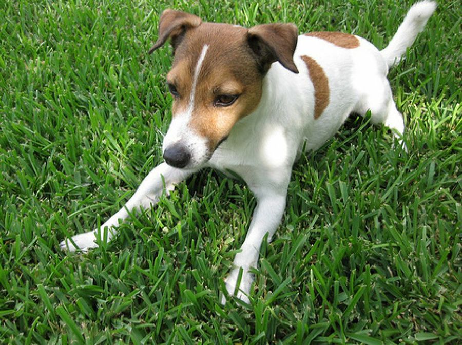Jack Russell Terrier