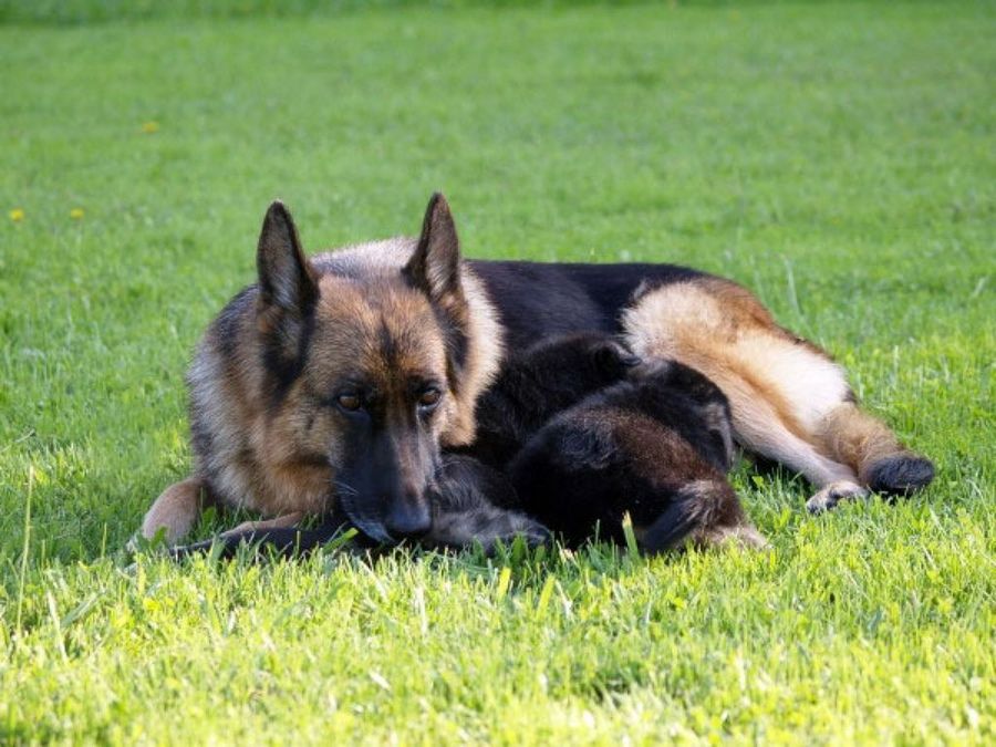 pastor alemán tumbado