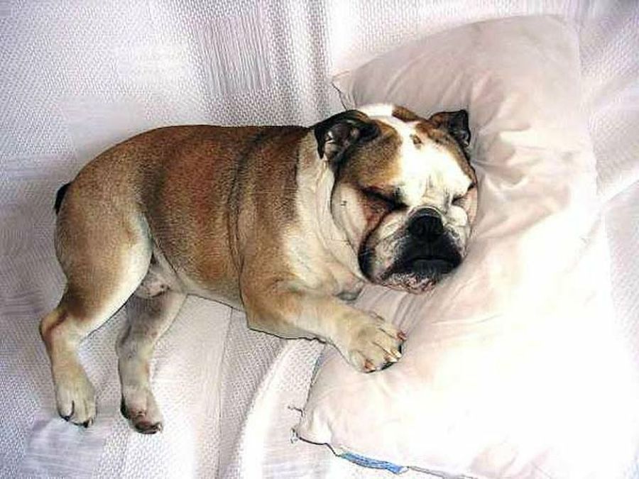 perro dormido