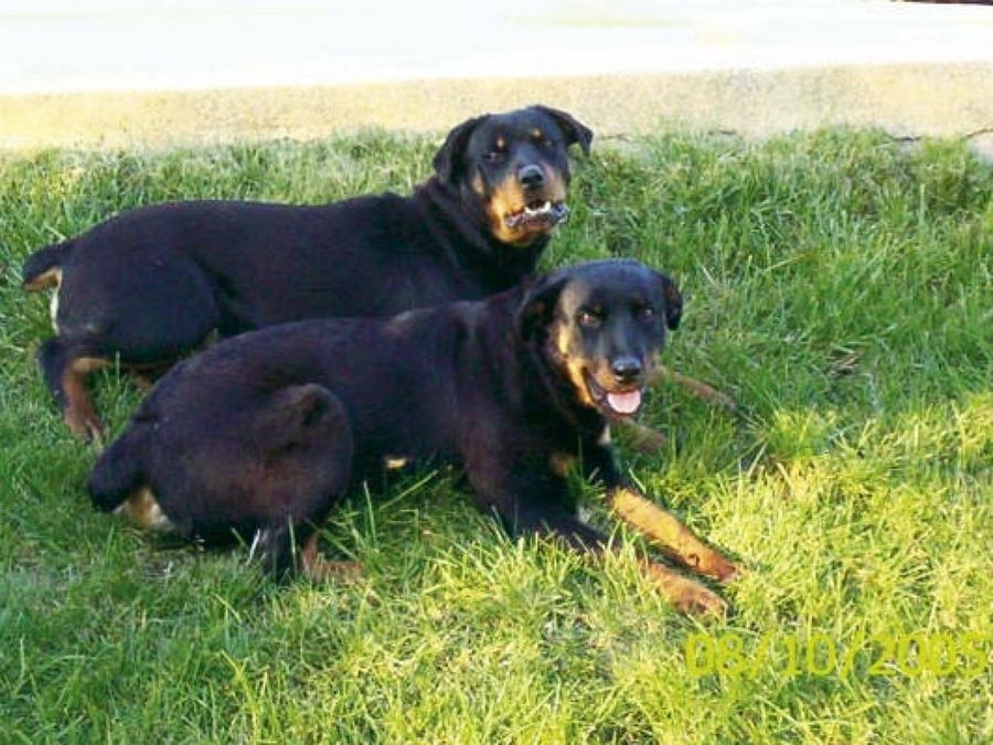 rottweilers tumbados
