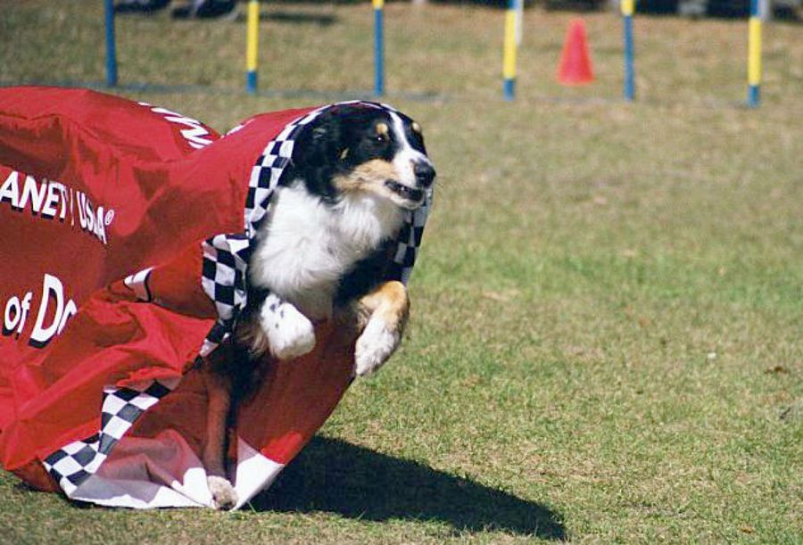 perro corriendo con saco