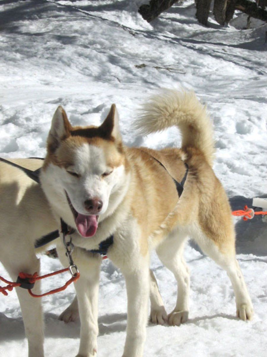 husky siberiano