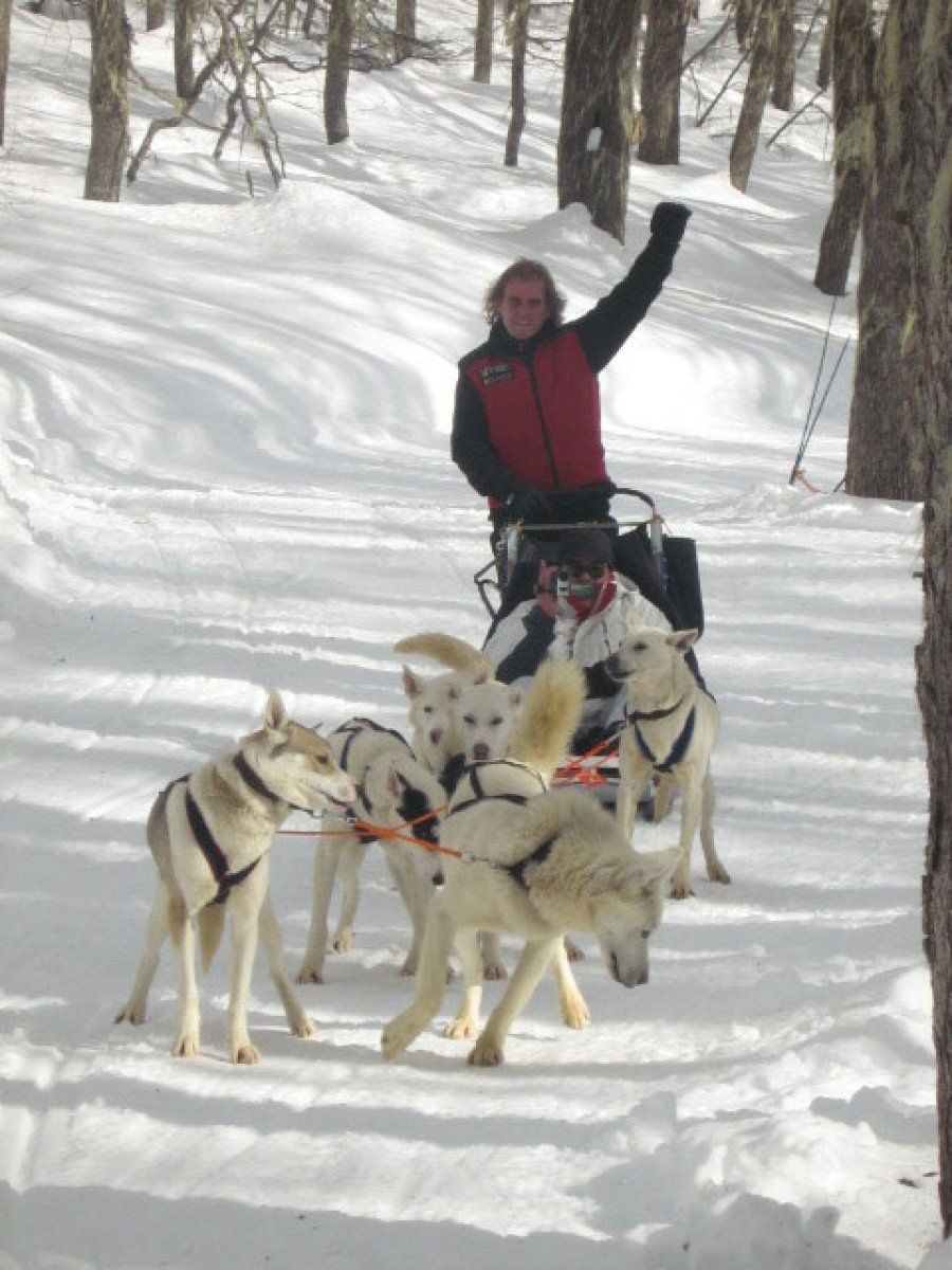 perros en trineo