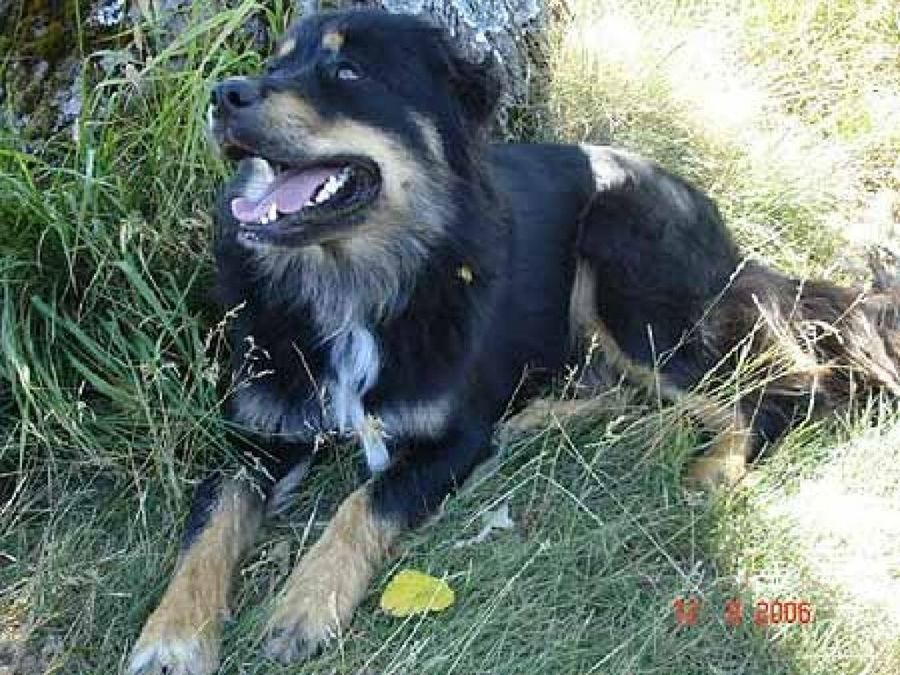 perro en el campo