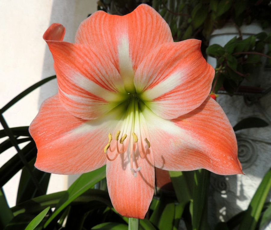 Hippeastrum