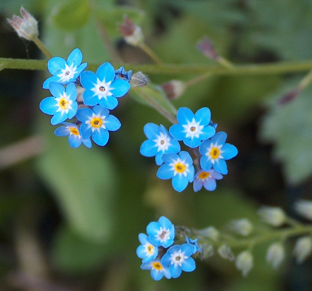 El Nomeolvides | Plantas