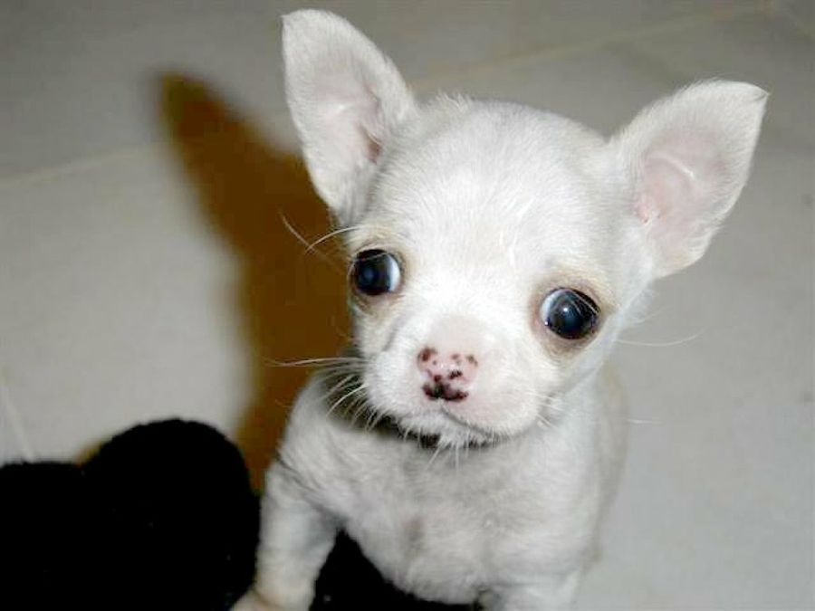 cachorro blanco