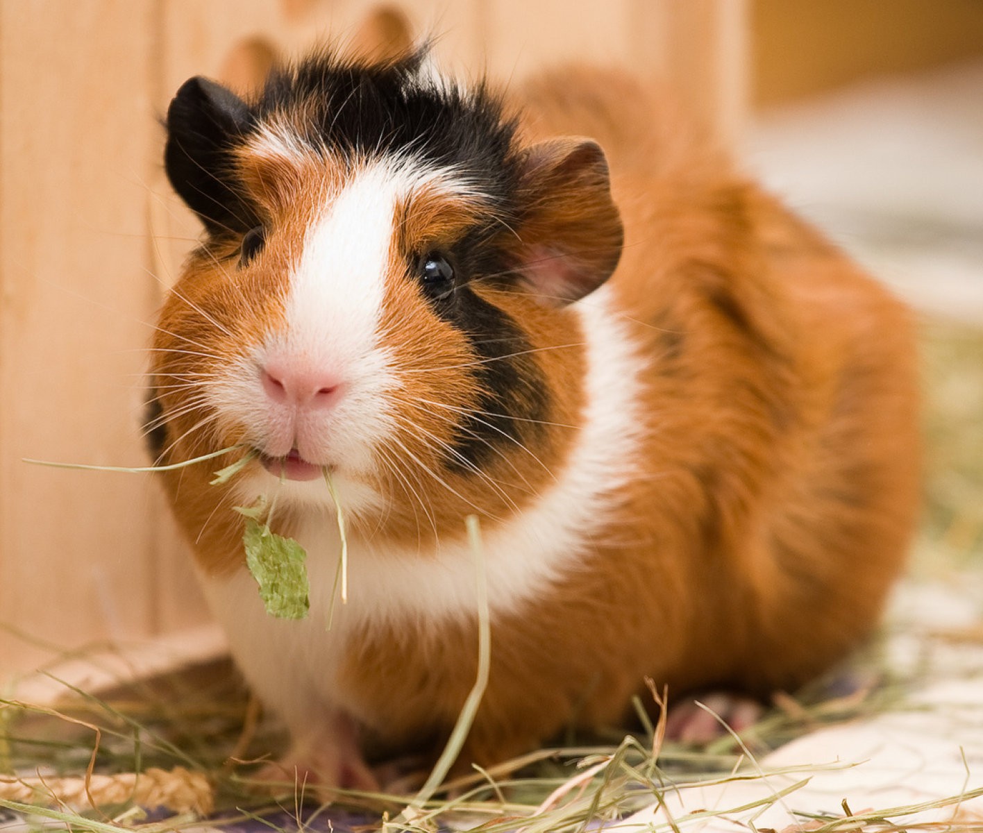 Alimentos prohibidos para la cobaya
