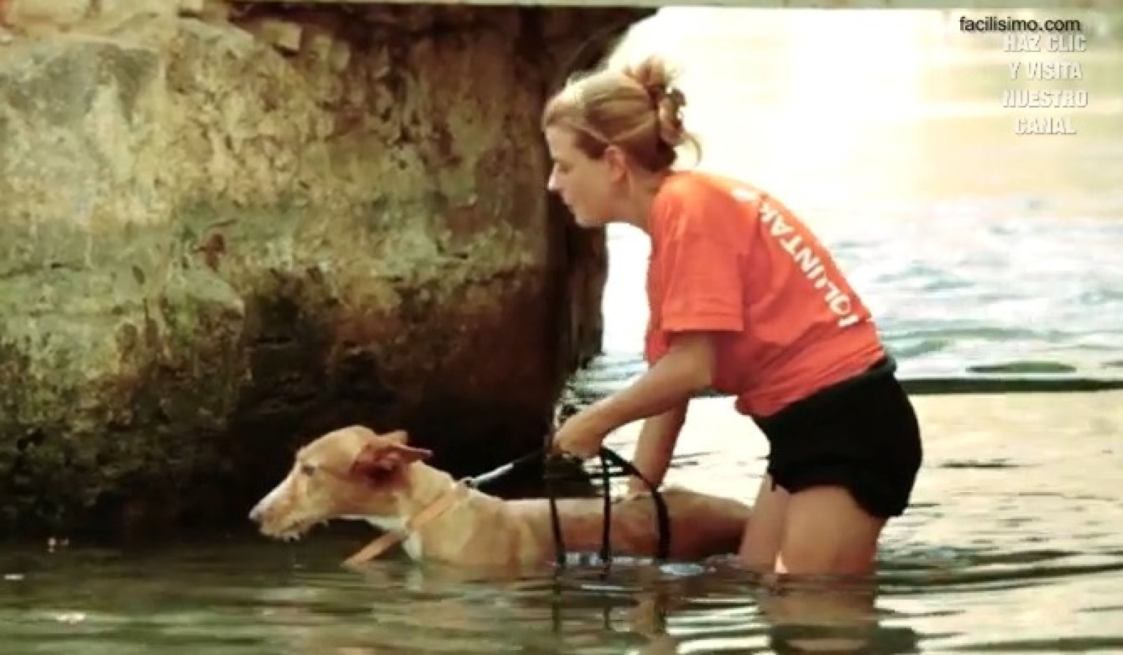 perro agua