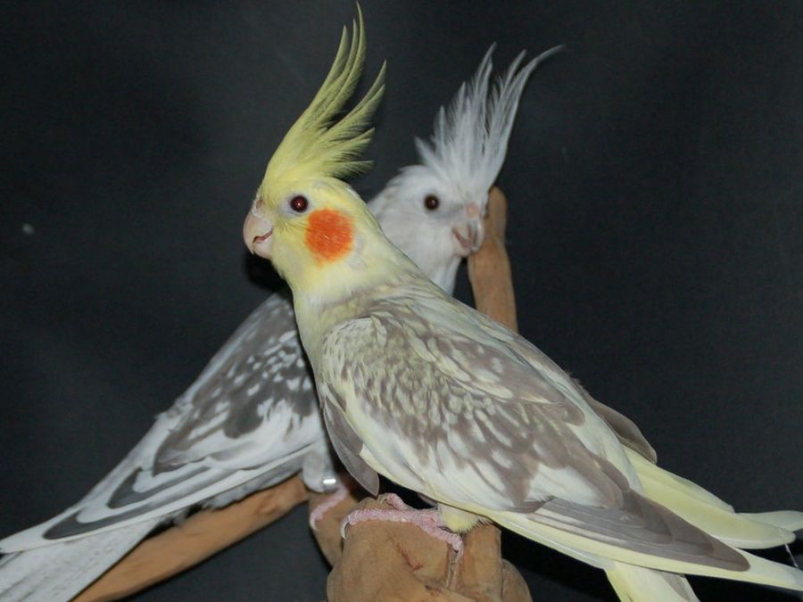 La reproducción en las ninfas dudas frecuentes Mascotas