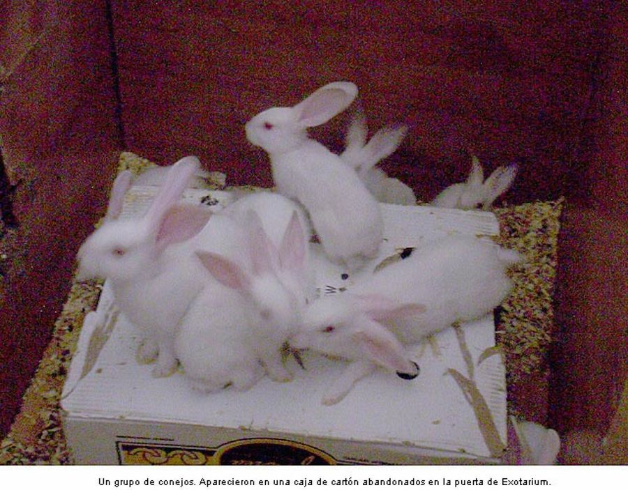 conejos