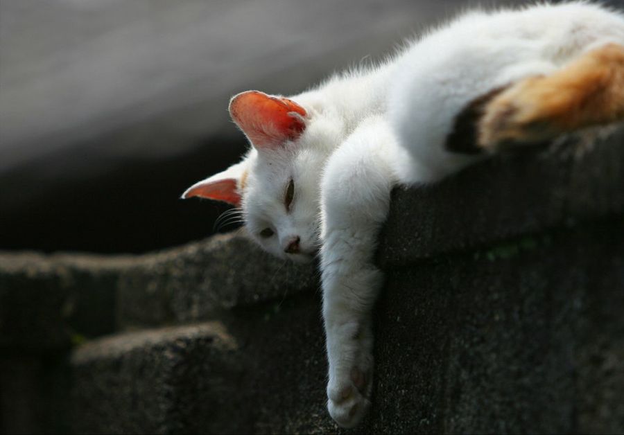 Gato