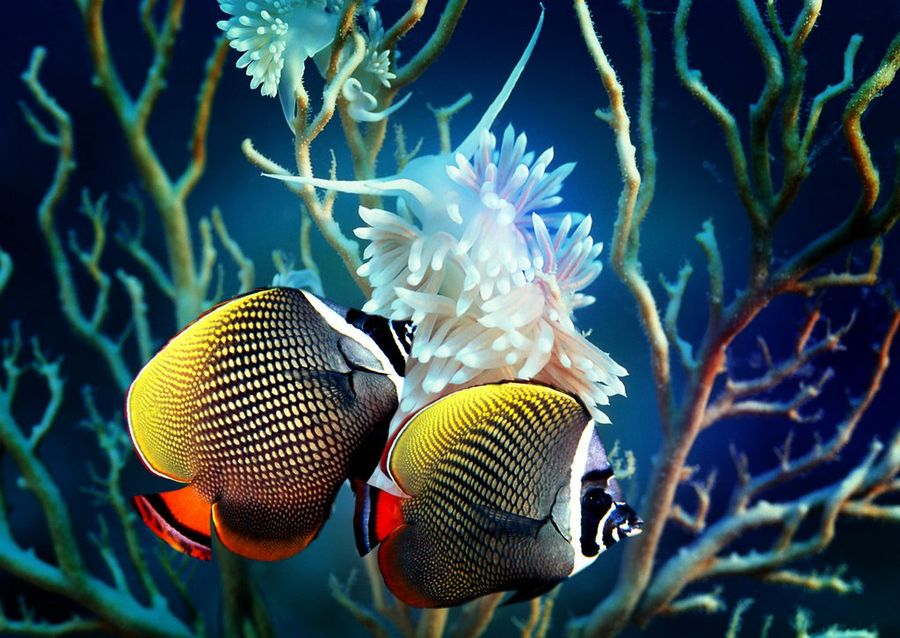 Peces