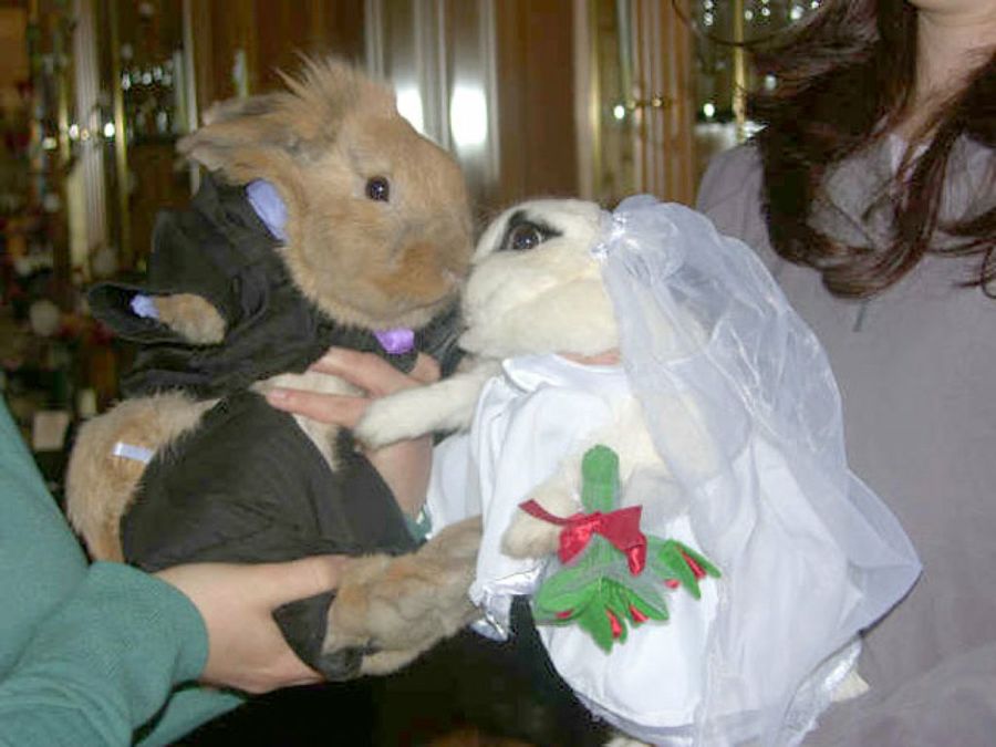 conejos novios