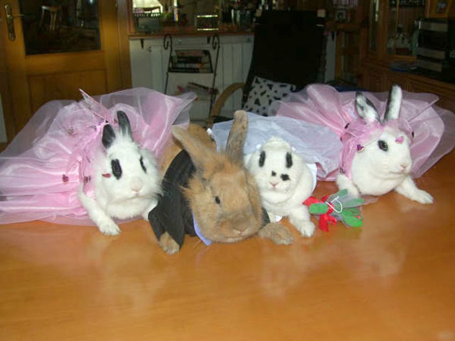 damas de honor y novios