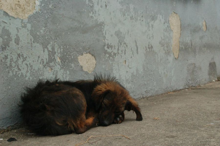 perro tumbado en la calle