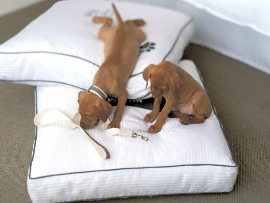 perros en hotel de lujo