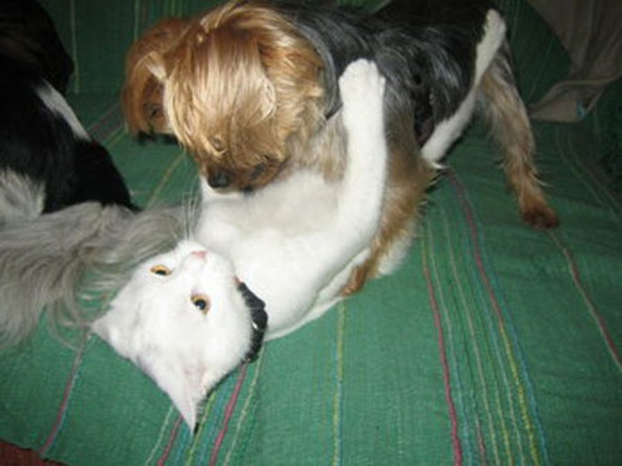 perro y gato jugando