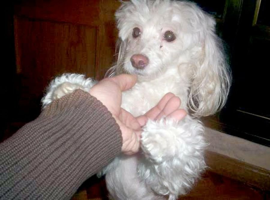 perro jugando con su dueño