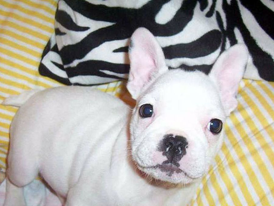 cachorro blanco