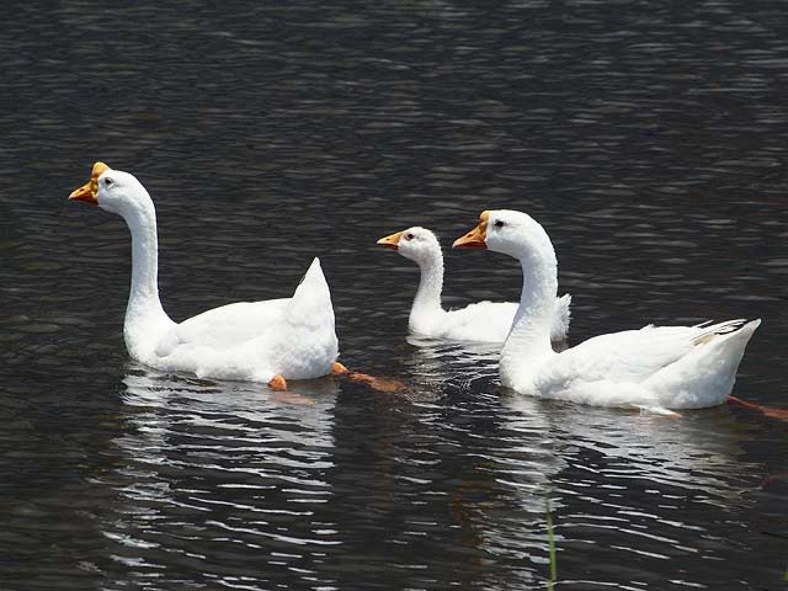gansos