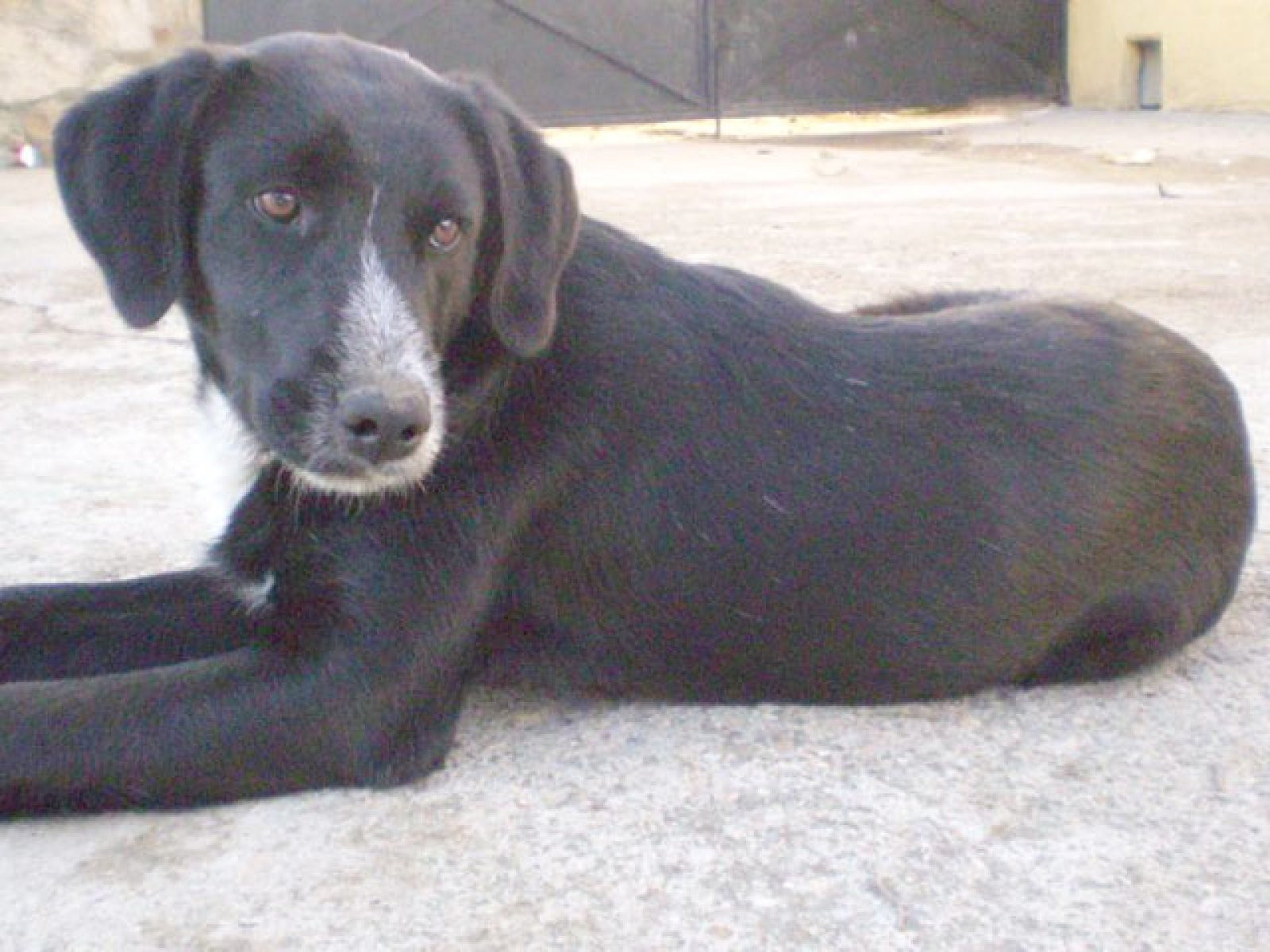 perro negro