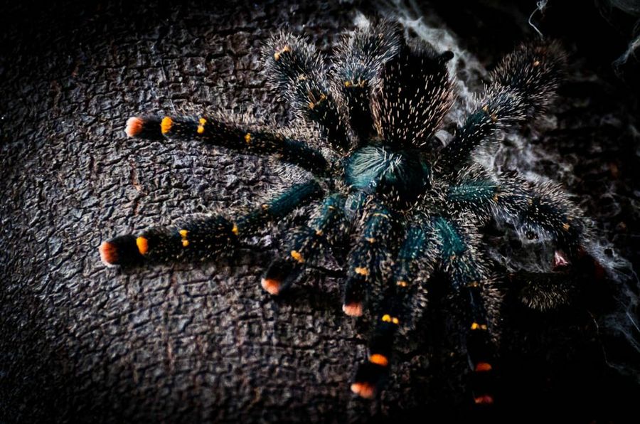 tarántula1