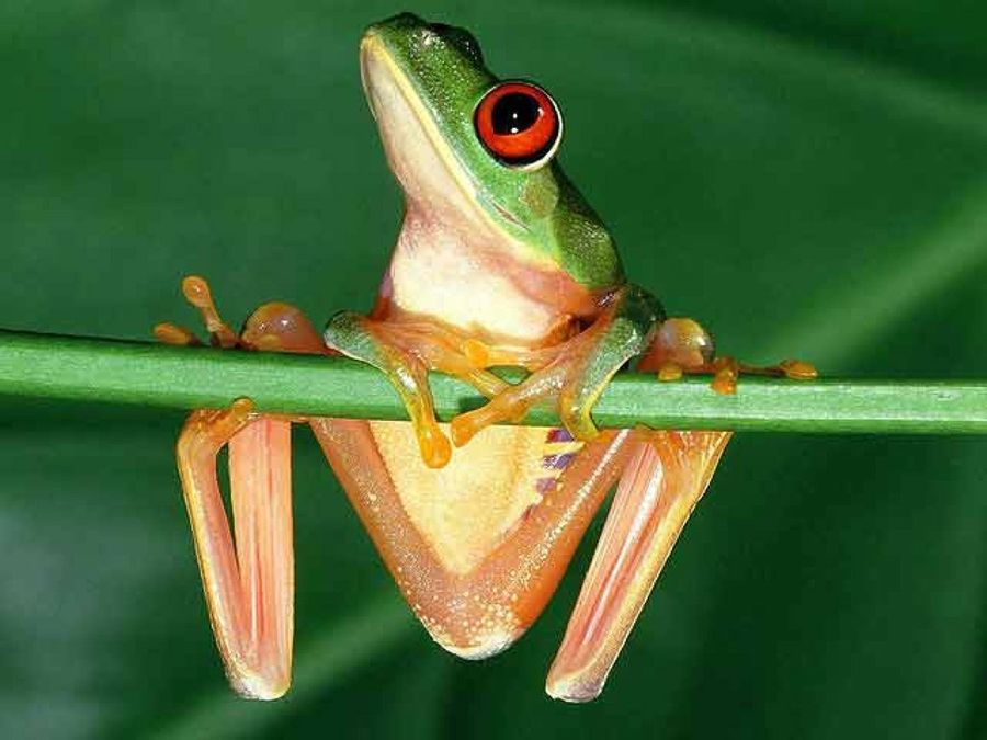 Las ranas: características principales Mascotas Las ranas: características principales Mascotas