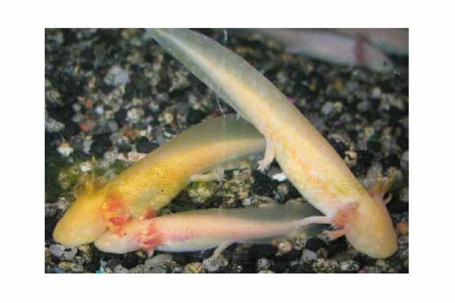 axolotes