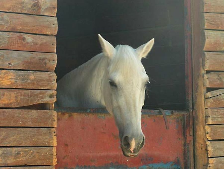 caballo blanco