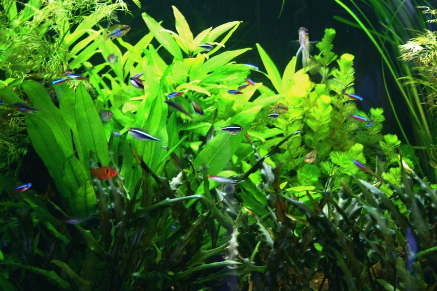 acuario con plantas