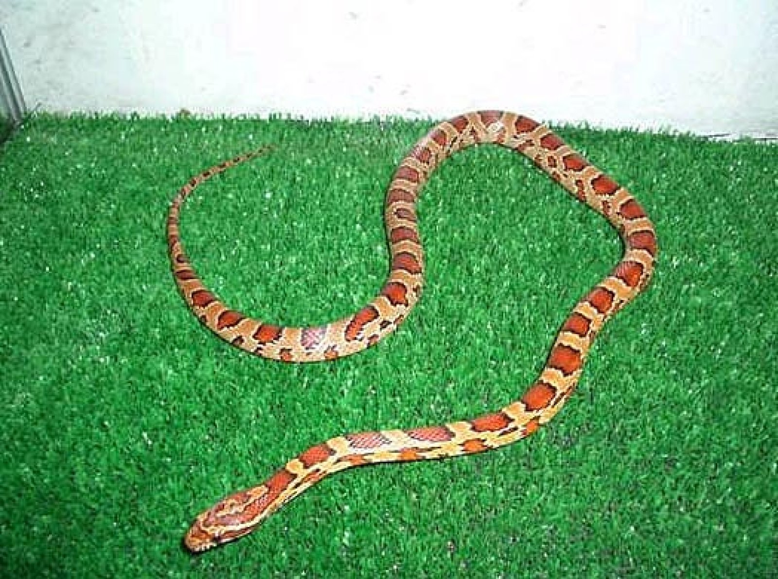 serpiente naranja