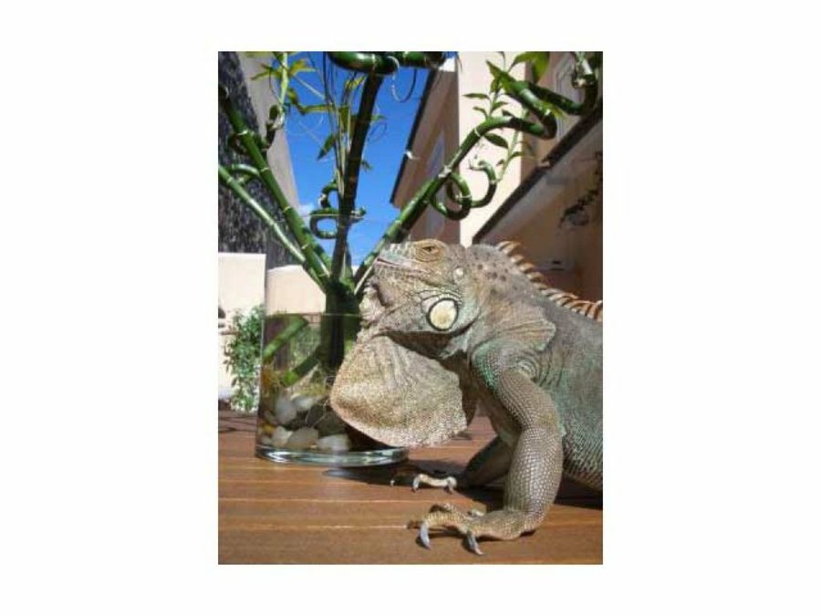 iguana en terraza