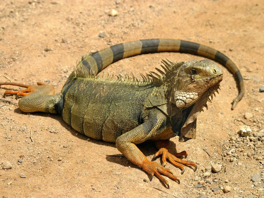 iguana tumbada