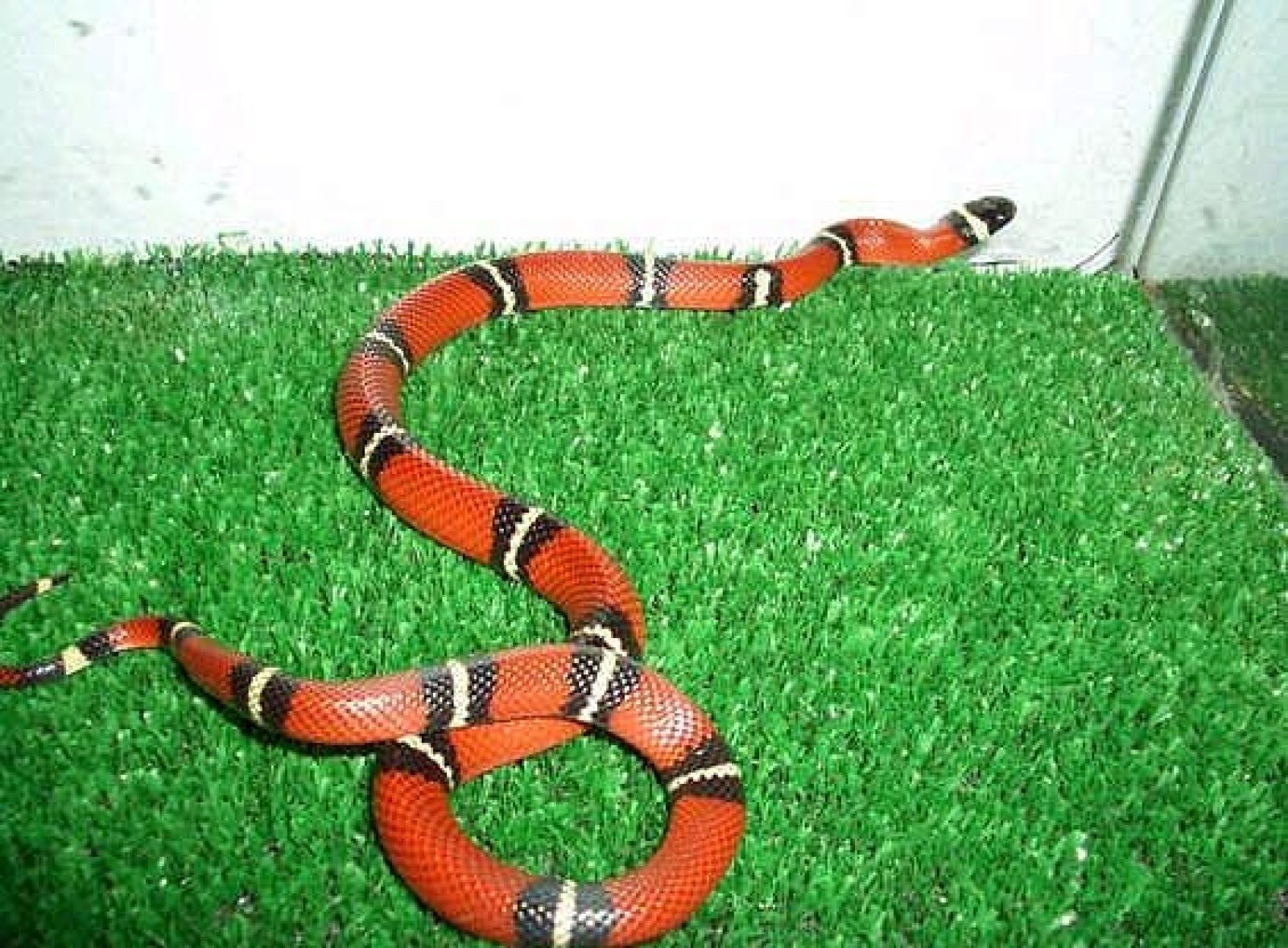 serpiente roja