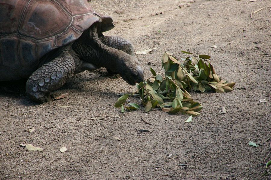 tortuga comiendo