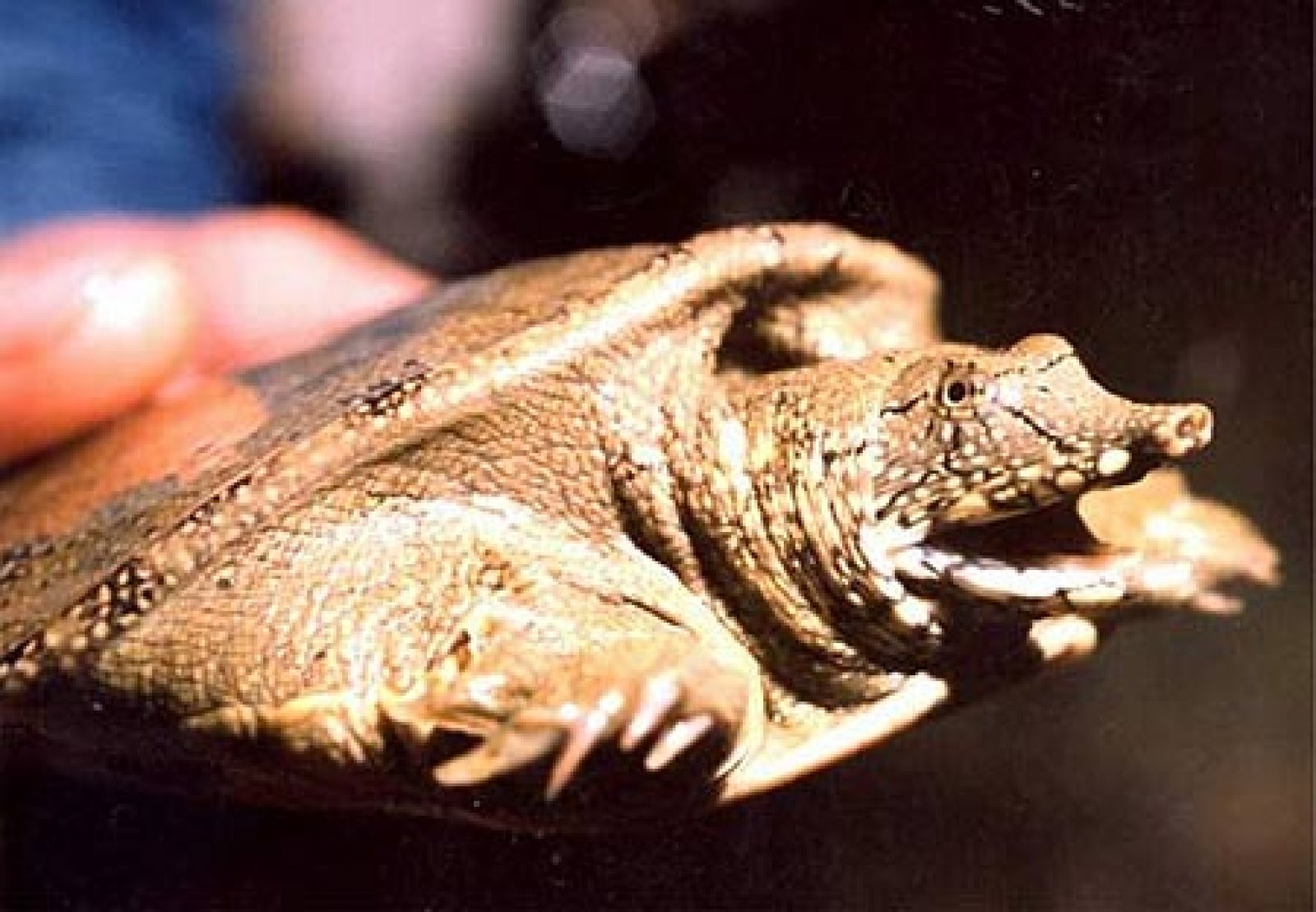 tortuga concha blanda